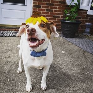 Meet your Posher 🚲